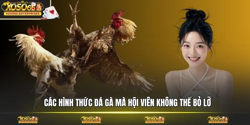 Các hình thức đá gà mà hội viên không thể bỏ lỡ